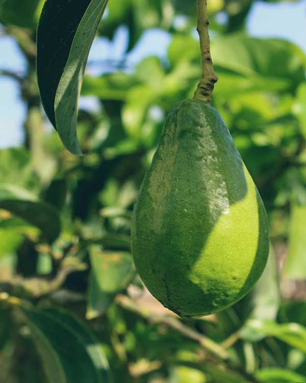 ENVIRONMENTAL STEWARDSHIP  